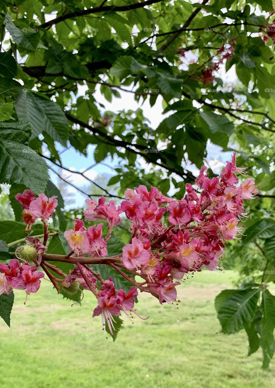 Beautiful flower blossoms of red buckeye.