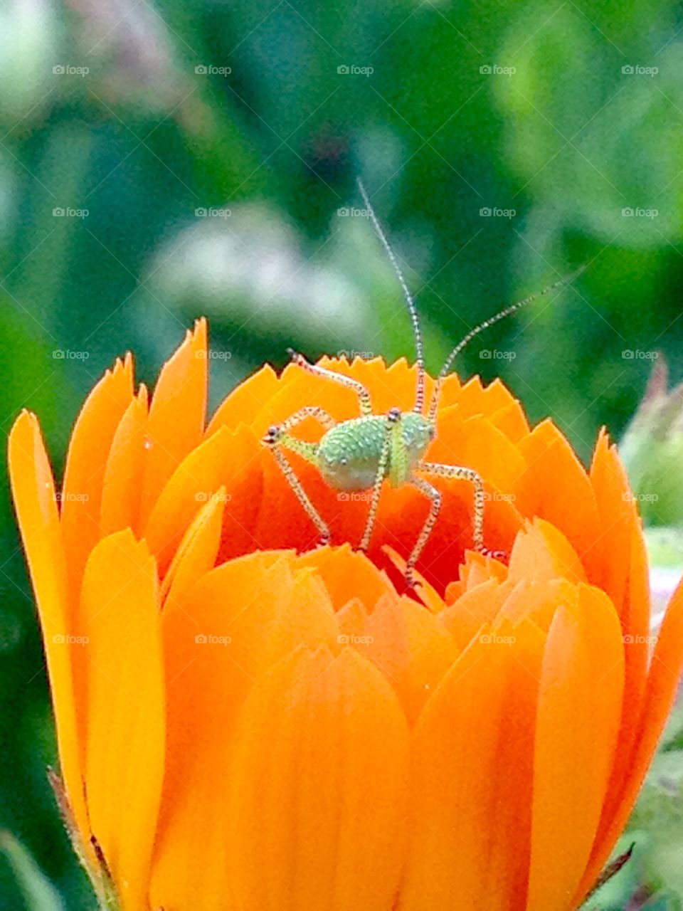 Color..beautiful insects around as