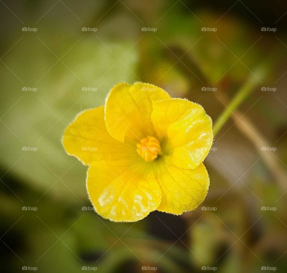 Yellow flower 