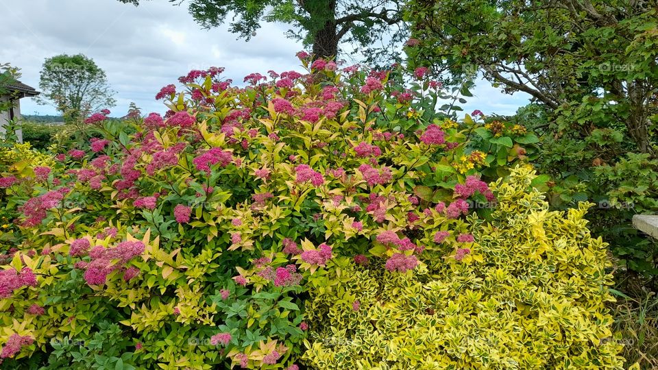 Purple bushes summer garden