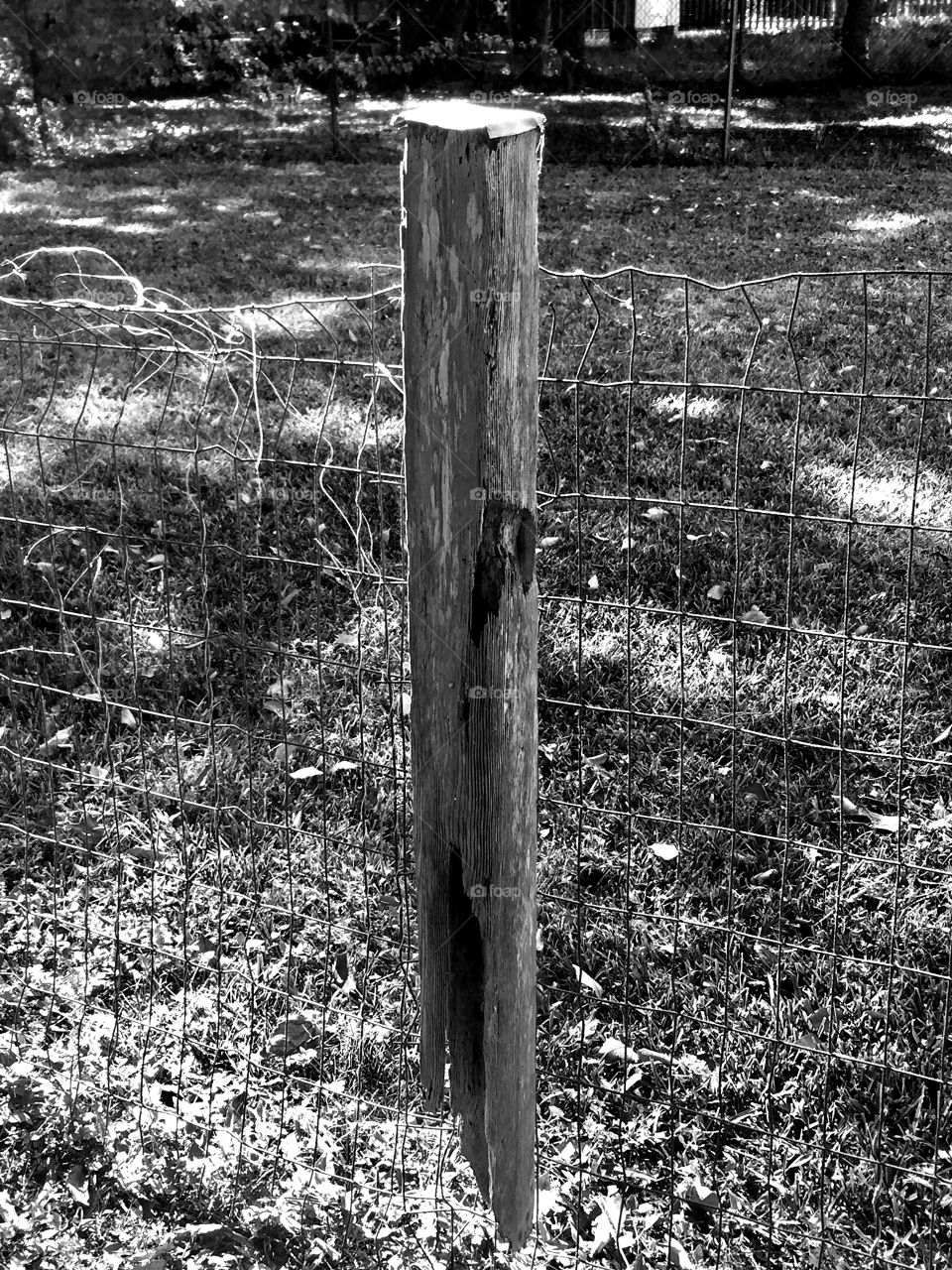Fence post 