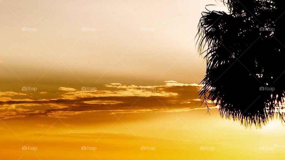 Sunset With Palm