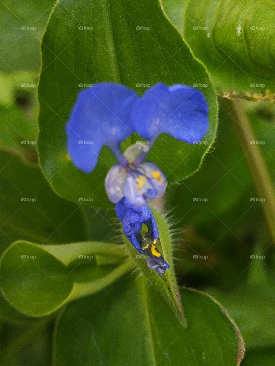 Gewor flowers or grass are weeds that are commonly found in rice fields and are also often used as vegetables or salad