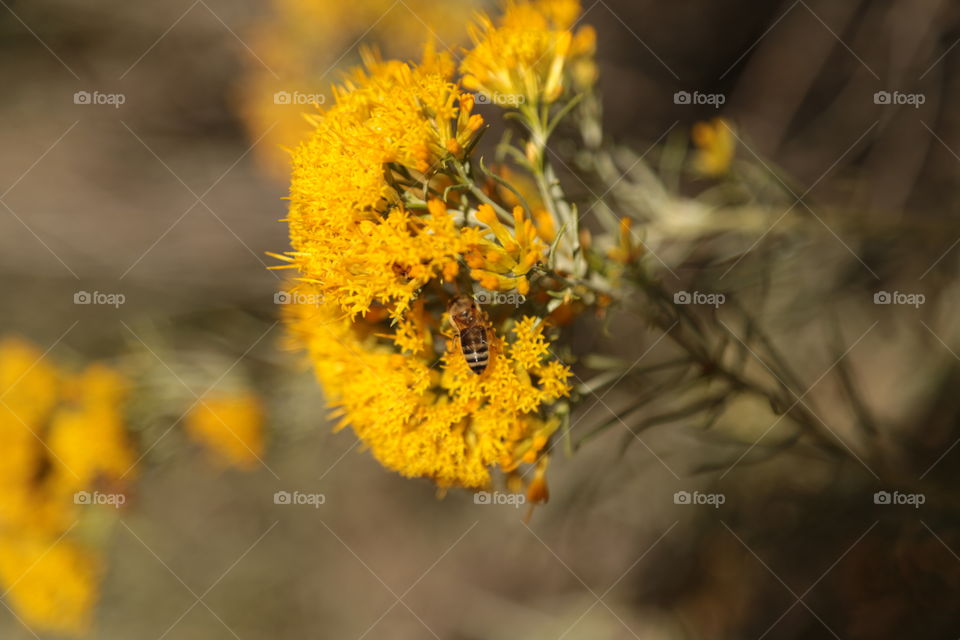 Bee
