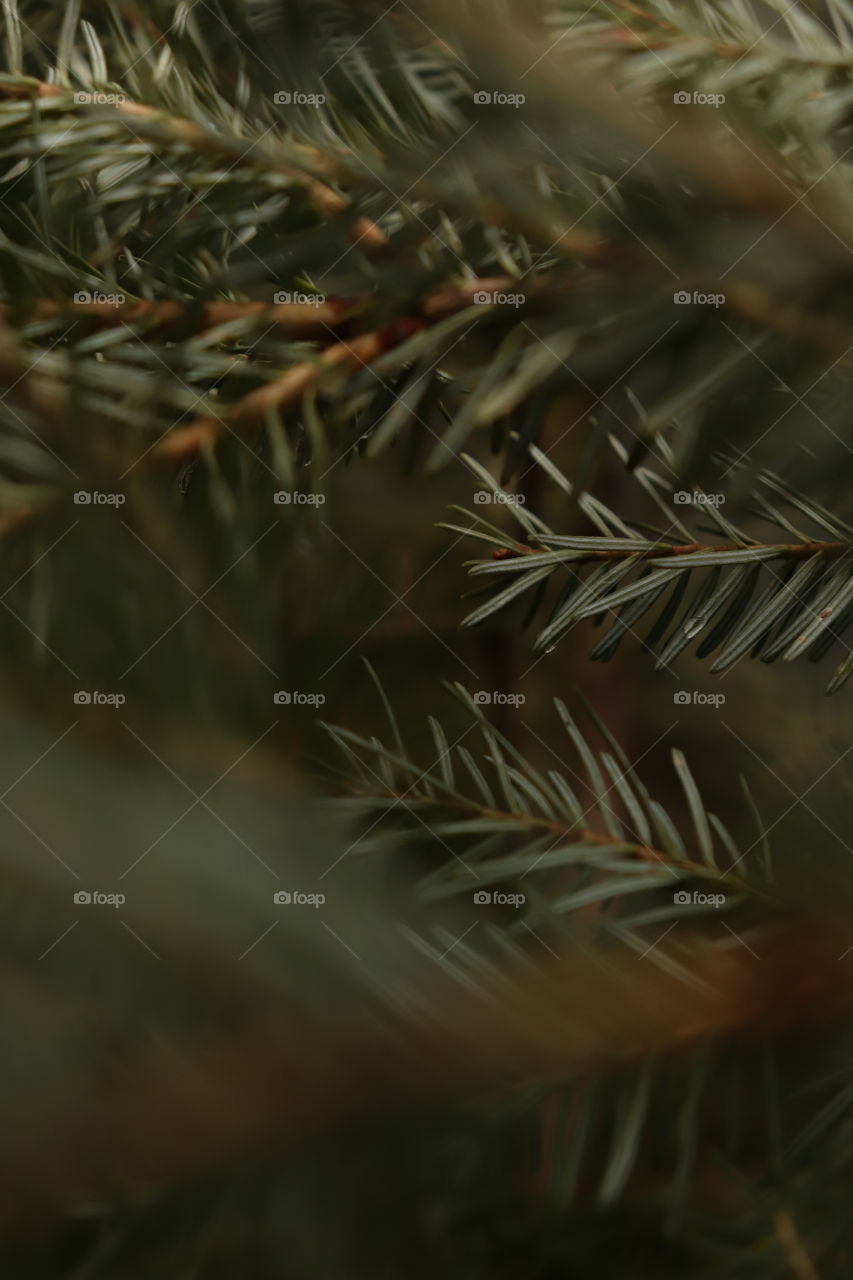 Goodbye Christmas tree! The smell of sweet pine still clings to the air