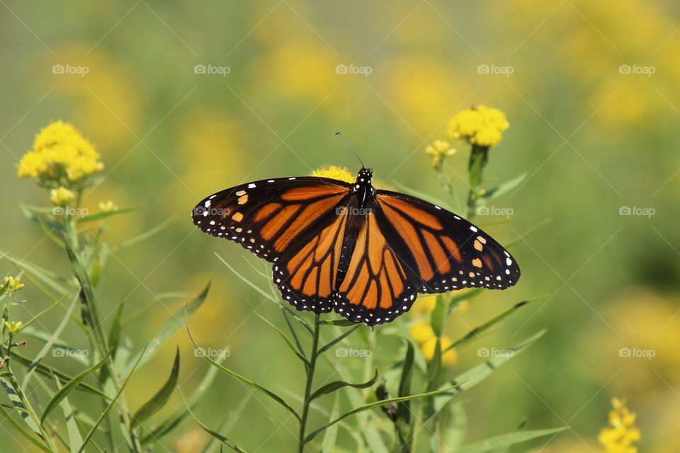 monarch wings spread slurping on golden rod in full yellow bloom