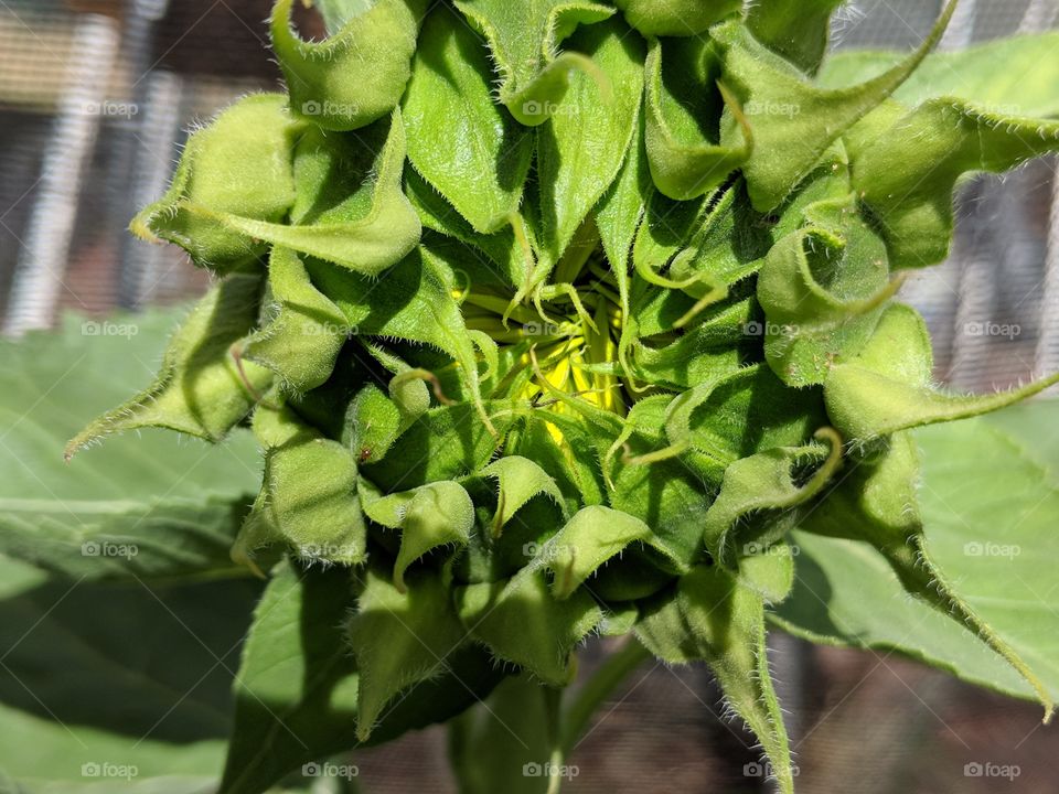 Sunflowers are coming