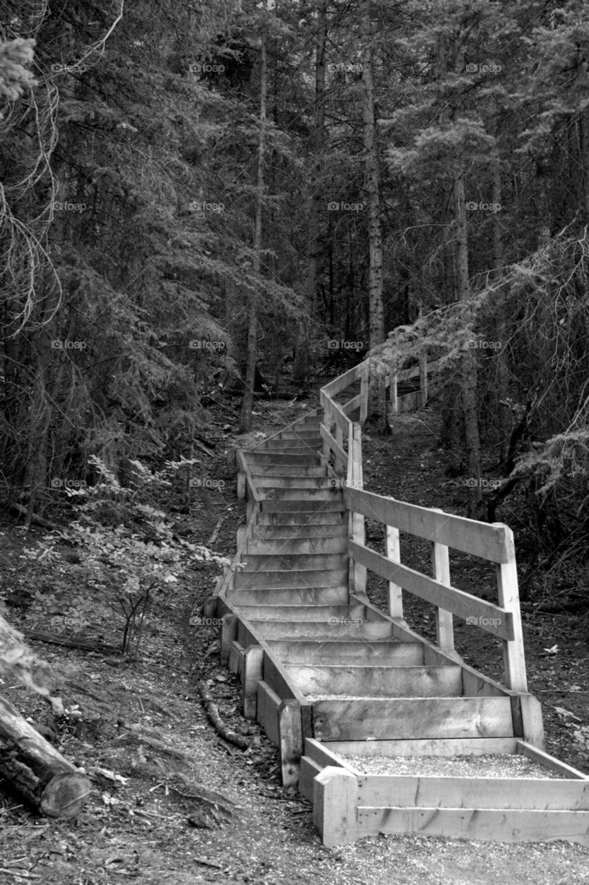 stairway into the wood