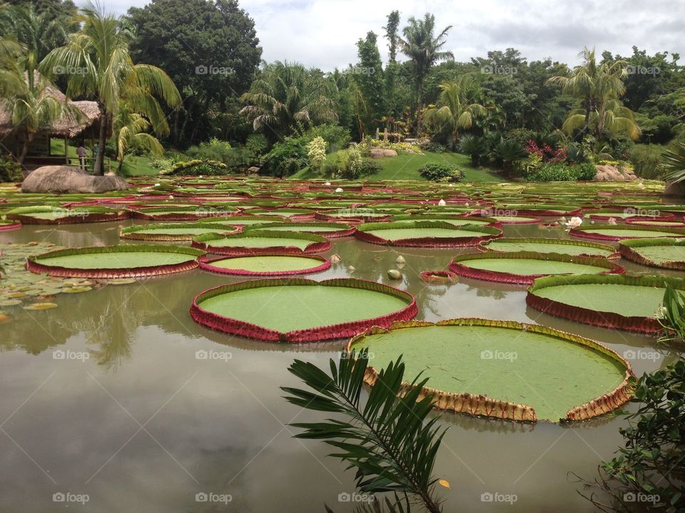 Lily Pads 