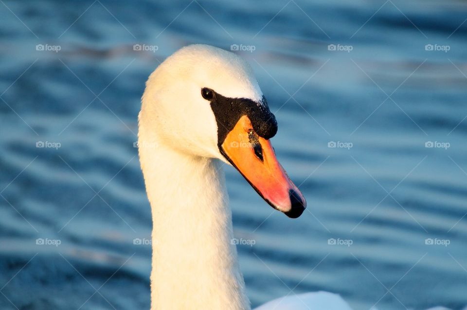 Close-up of a swan