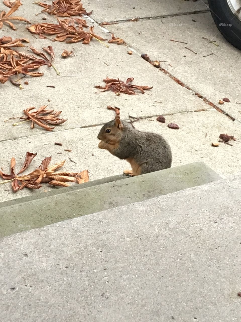 Squirrel snacking