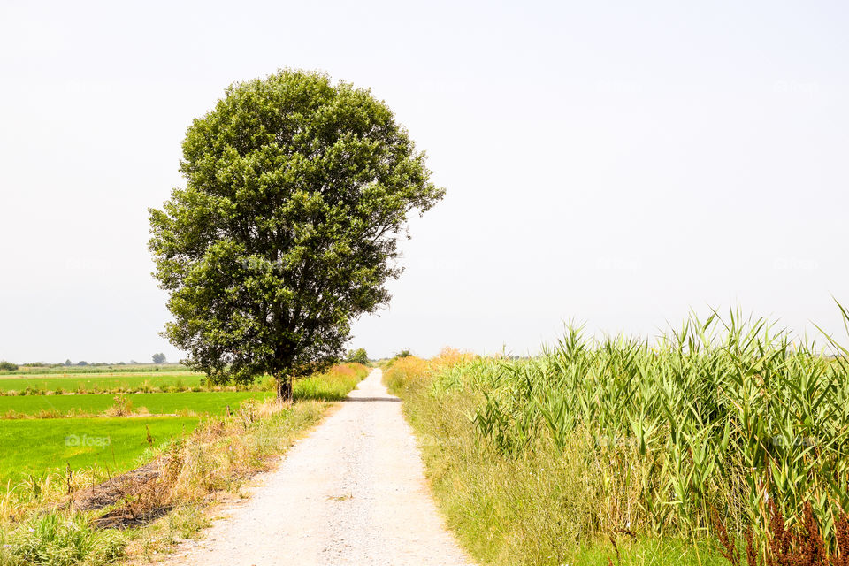 A green field landscape