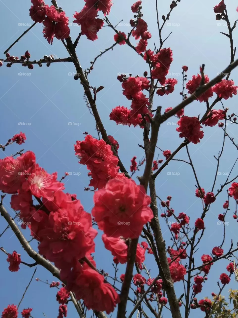 Beautiful Flowers