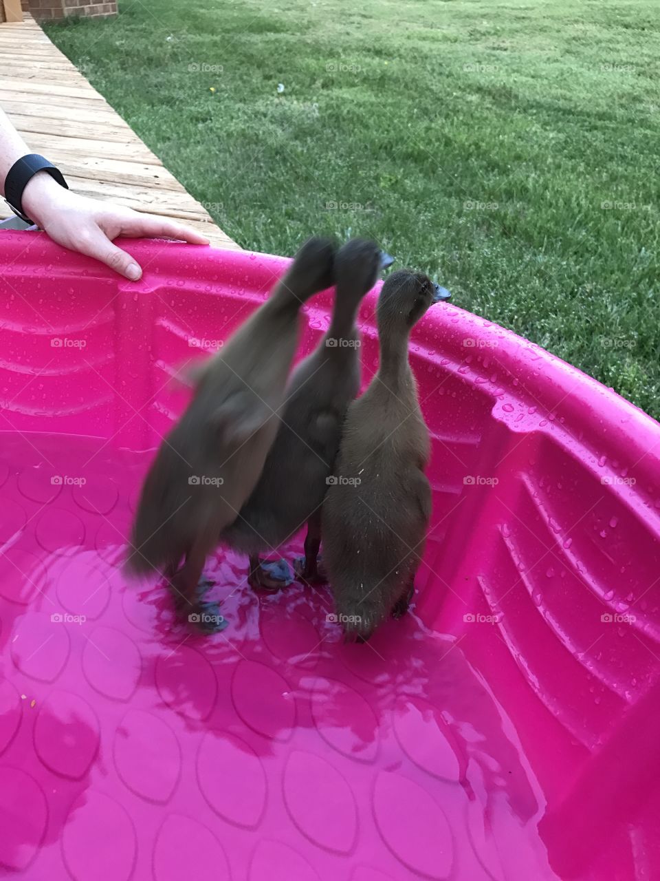 Ducks 