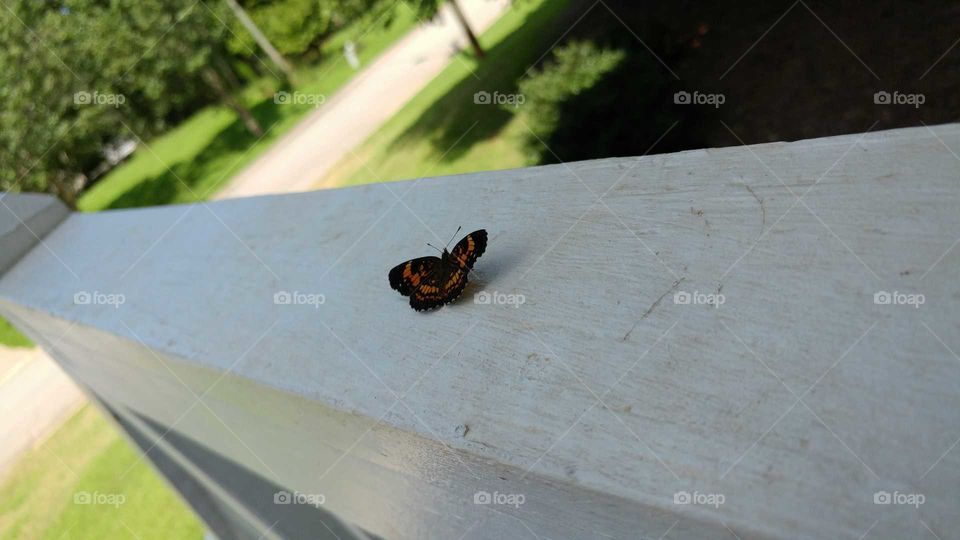 butterfly on a white railing