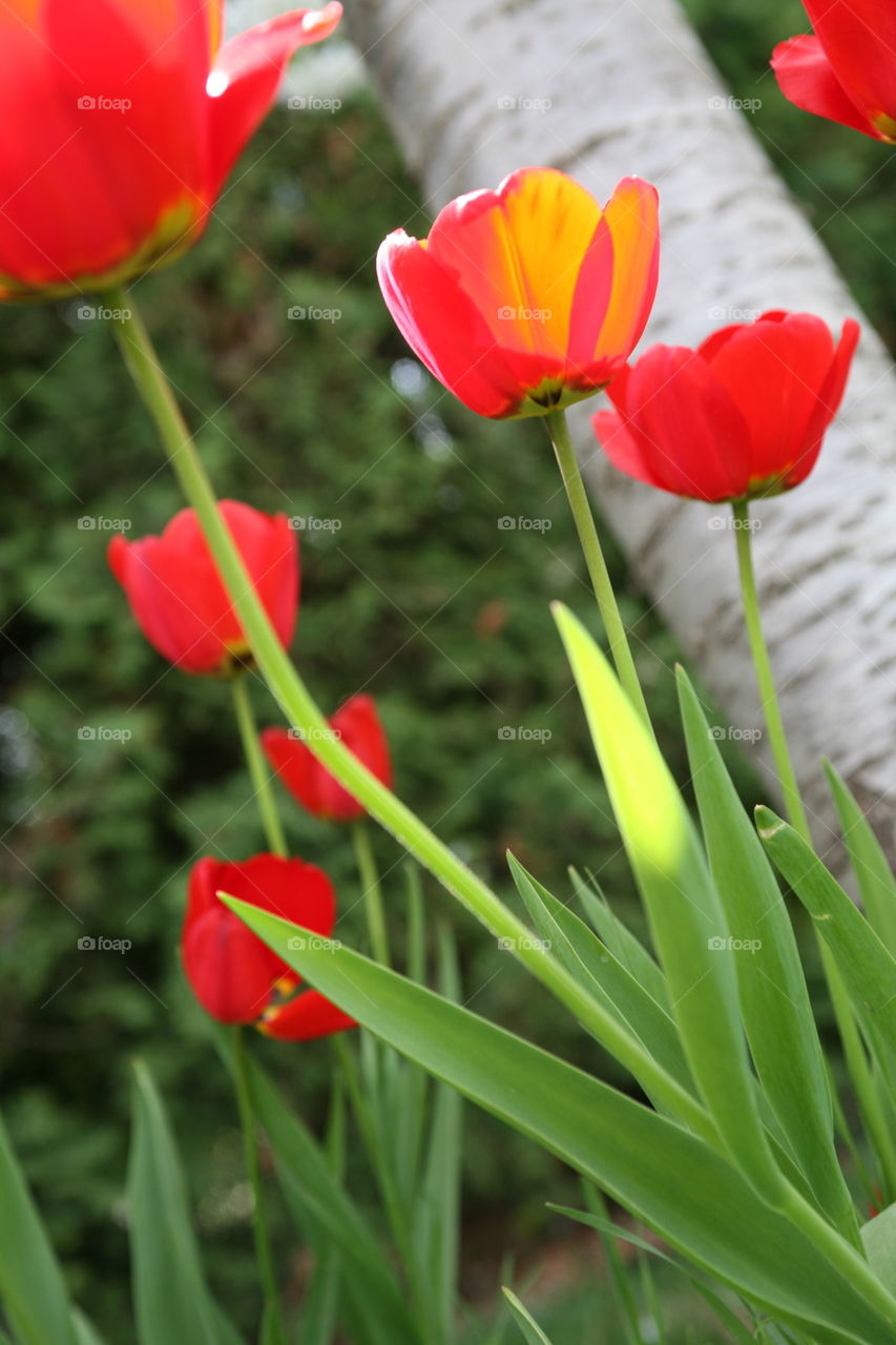 Tulips