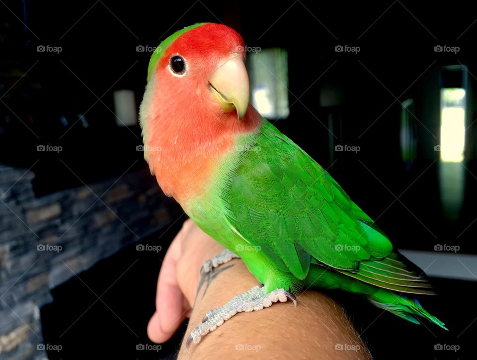 Colourful lovebird 