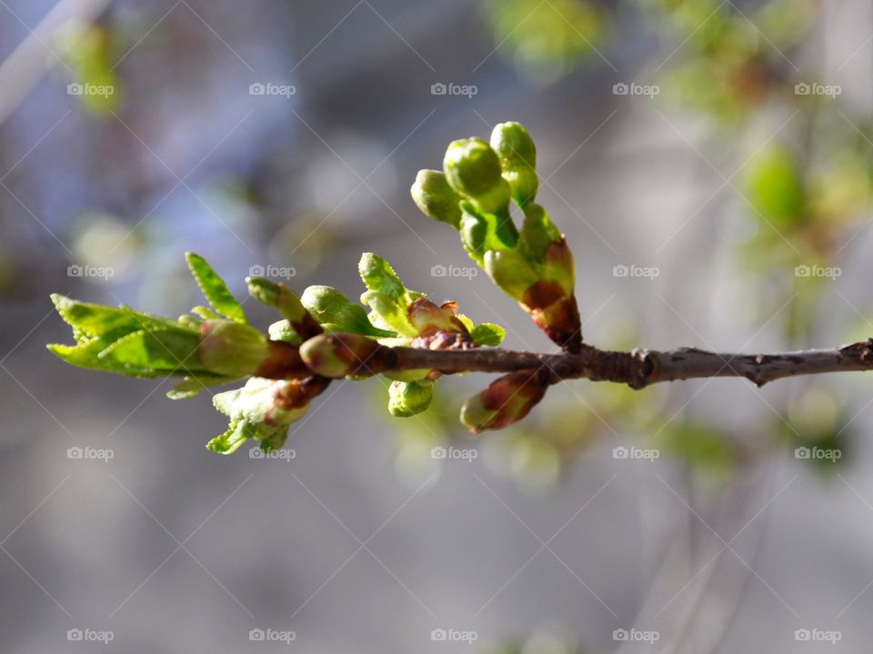 Flower buds on twig