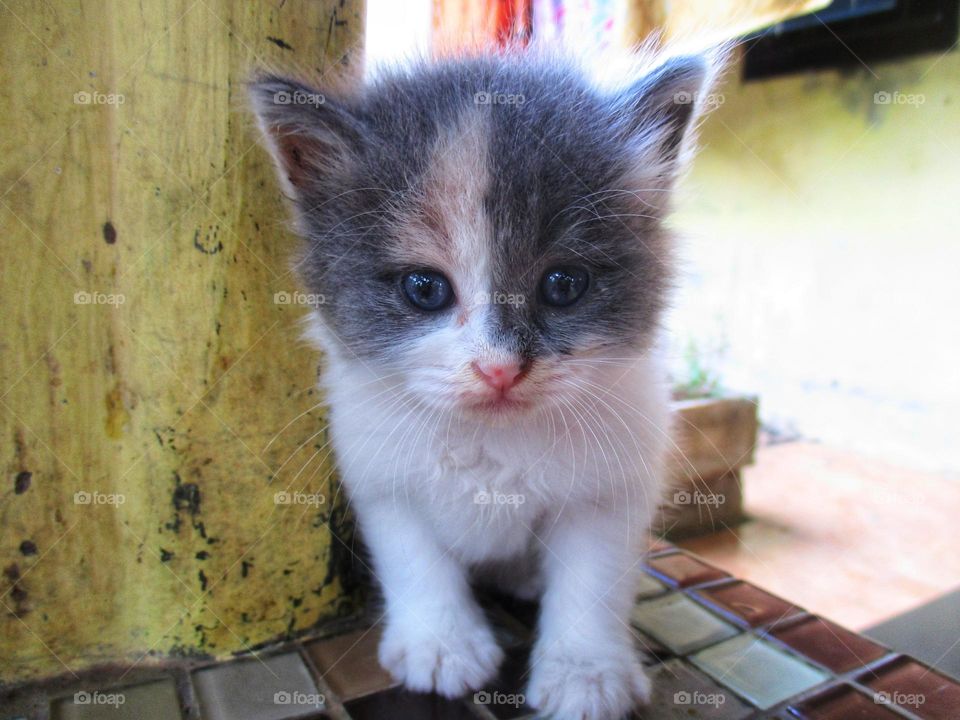Cute kitten sitting on the terrace in the yard