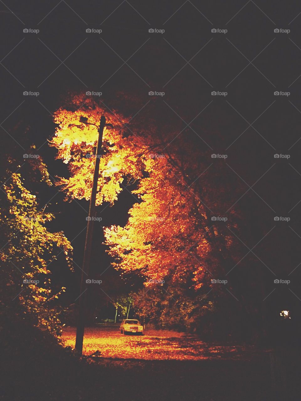 Autumn nightlight 