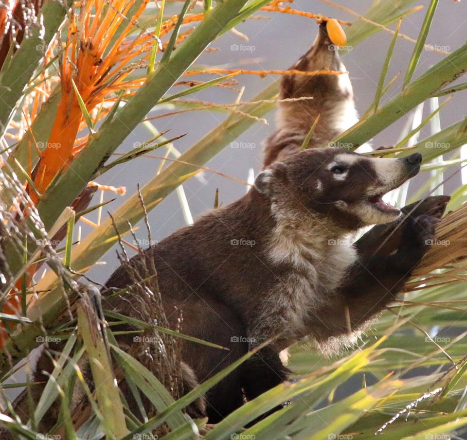 Two Coatimundi Eating Dates on Tree