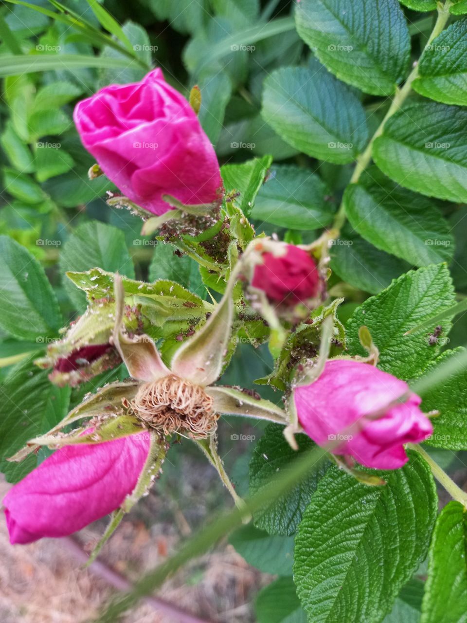 Rugosa Rose Buds