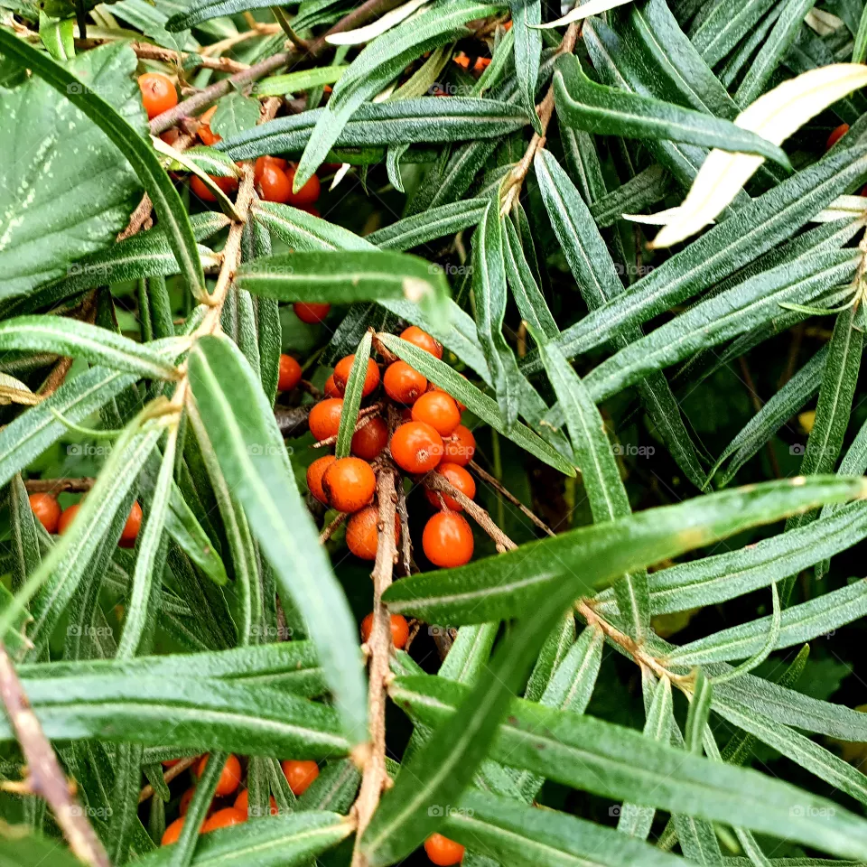 Orange berries in a plant.