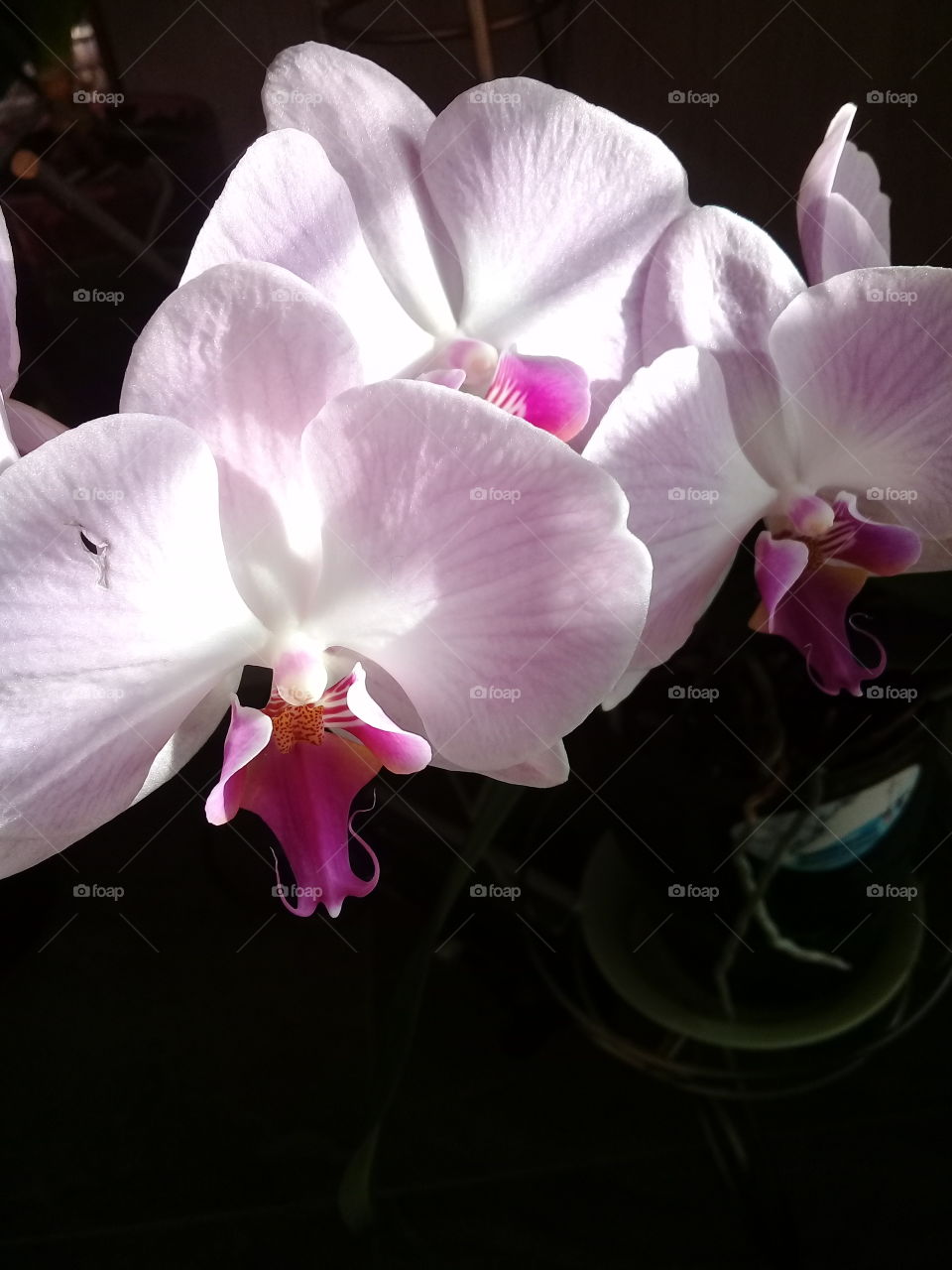 My orchids