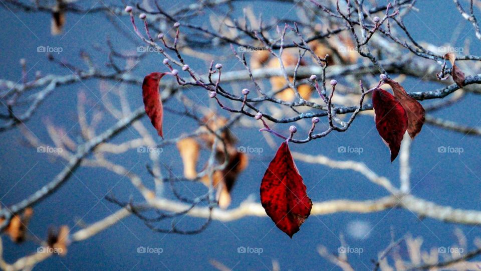 Close up view of leaf