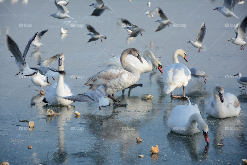 Swans and seagulls