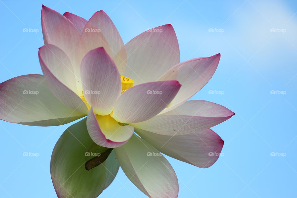 Open Pink Lotus with Sky Background