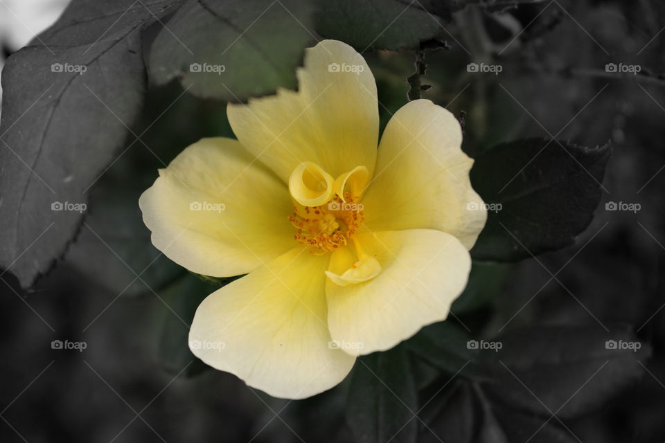Beautiful yellow rose 