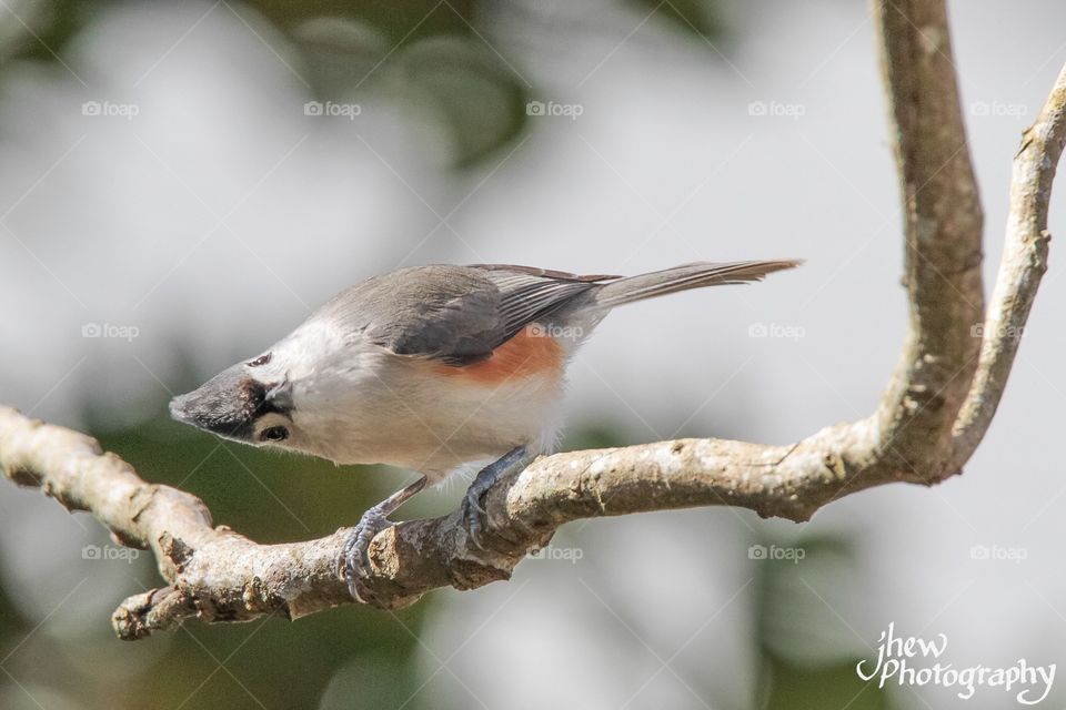 Tufted Titmouse