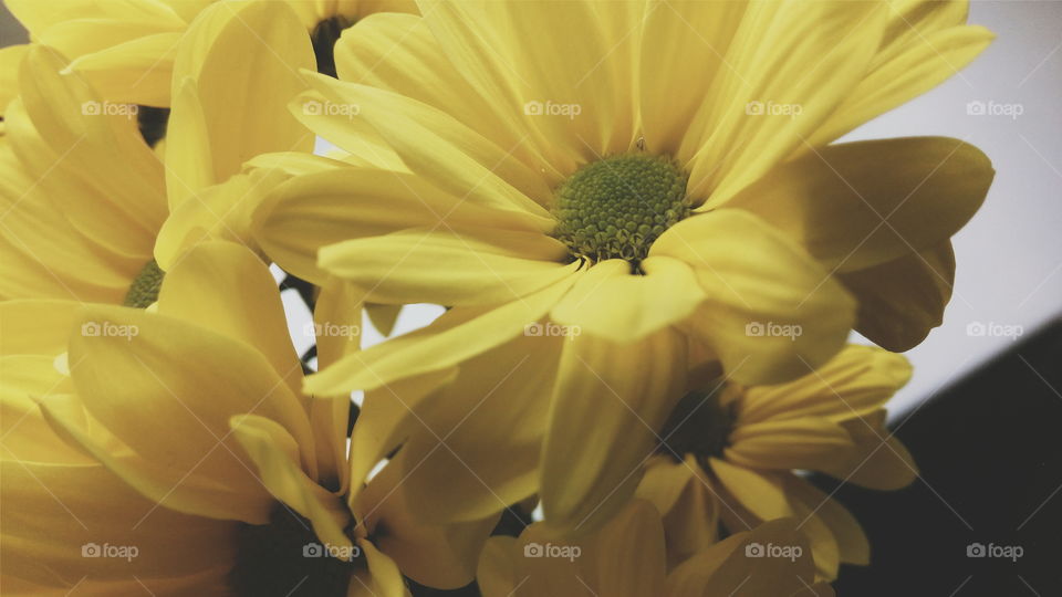 yellow chrysanthemum