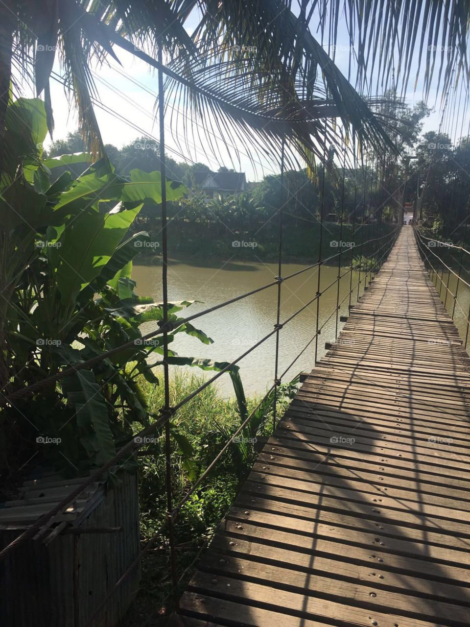 Bridge, No Person, Tree, Travel, Light