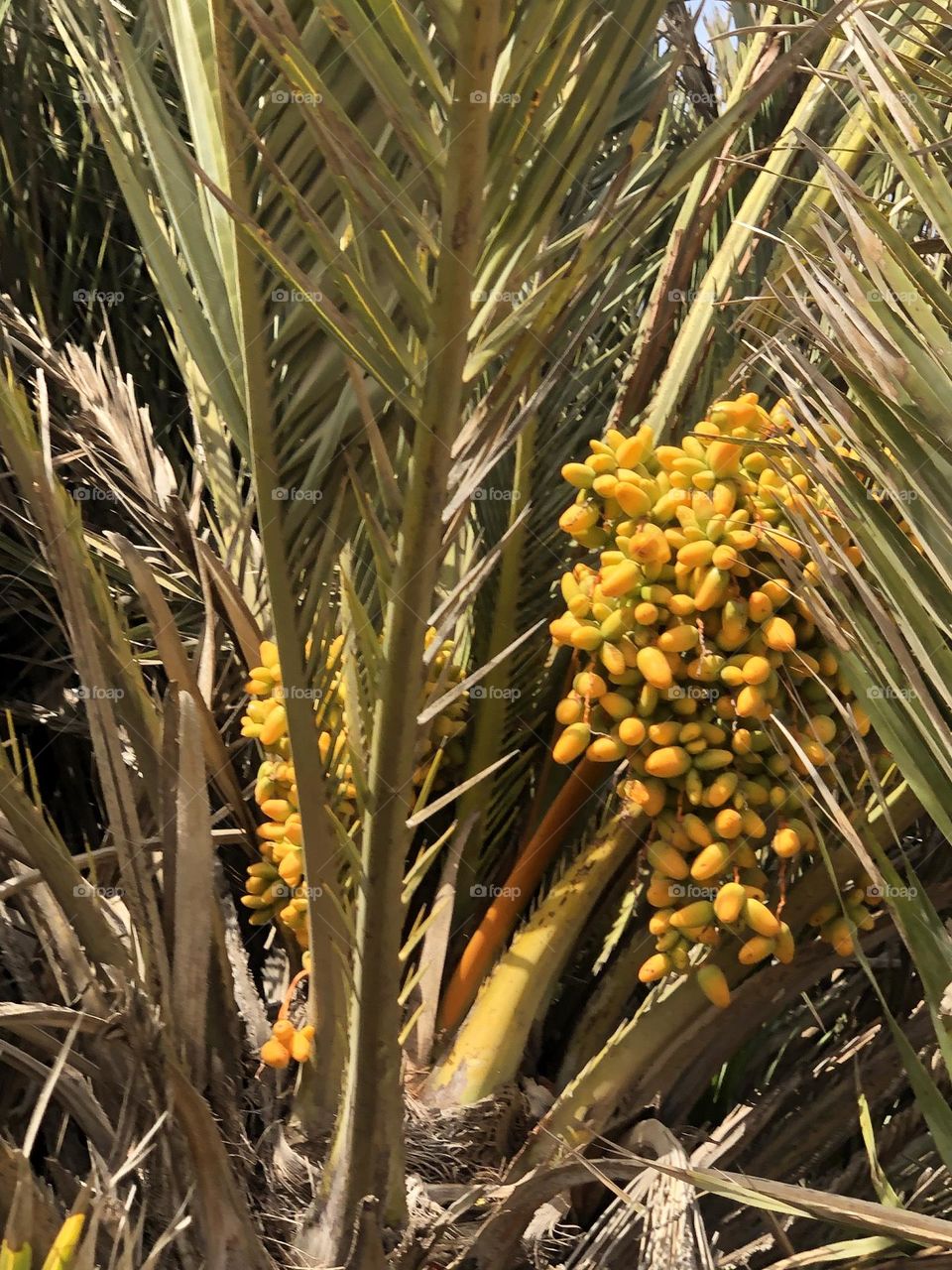 Beautiful dates on a palm tree in spring 