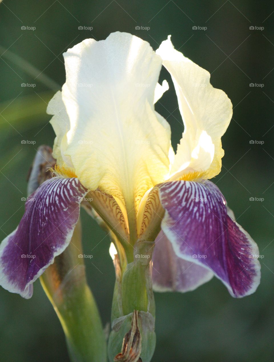 Iris in the sunshine