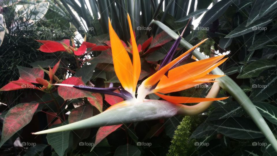 Bird of Paradise 