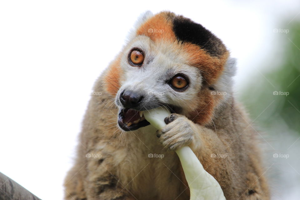 Crowned lemur