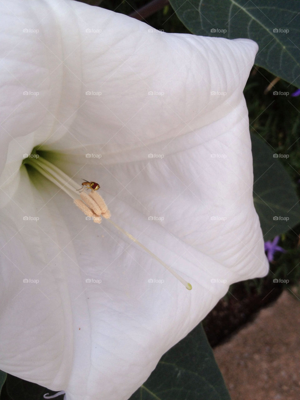 flower white summer bug by bherna05