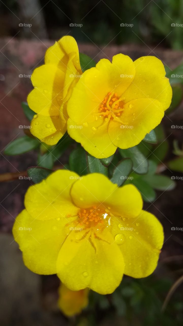 Dubai yellow rose flower