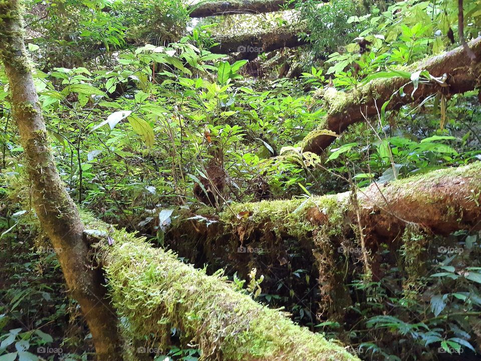 Detalhe da exuberância da vida, frescor, vital...