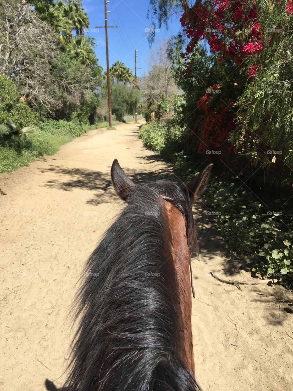 Horseback riding 