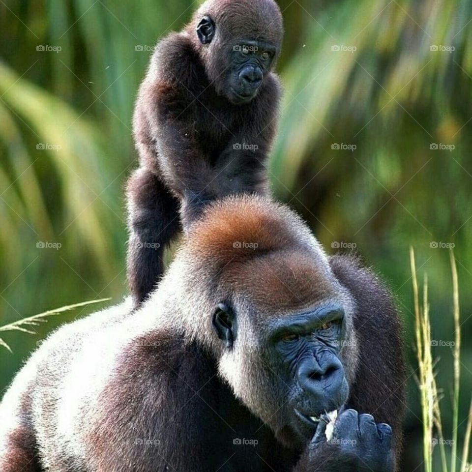 gorila e o filhote