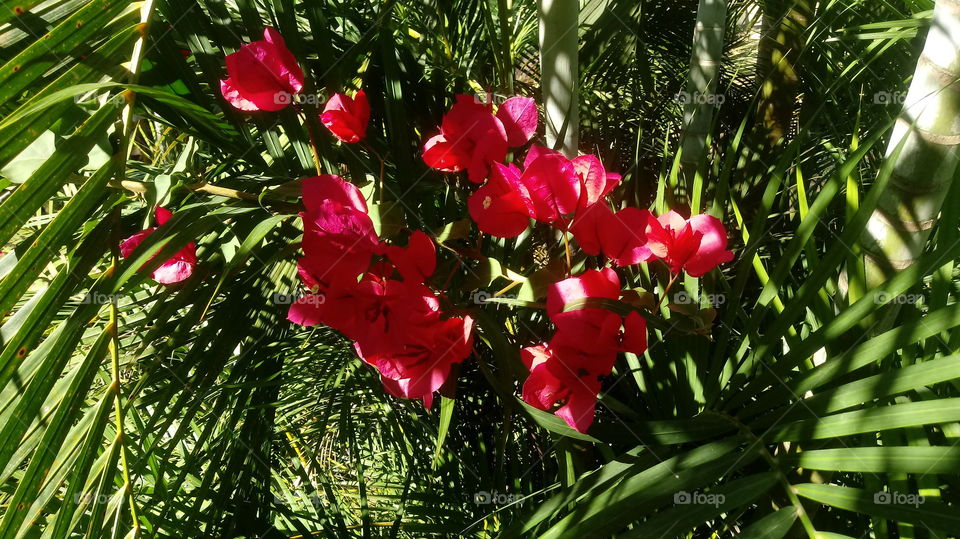 BUGANVÍLIAS VERMELHAS