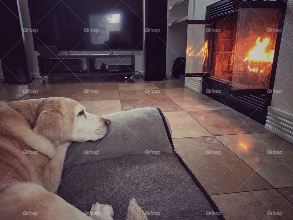 A dog and her winter fire