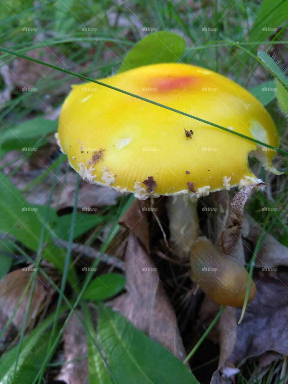 Maine mushroom