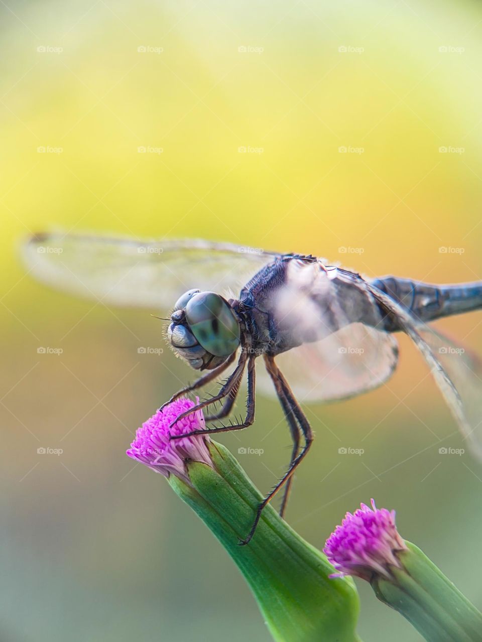 Macro photo of a dragonfly on a flower.