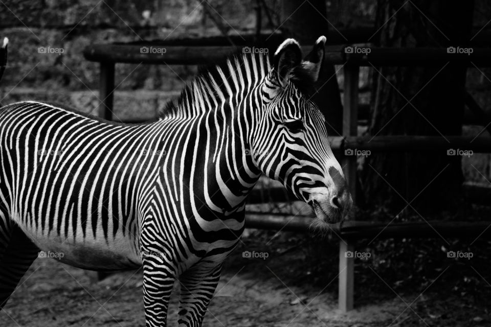 Zebra