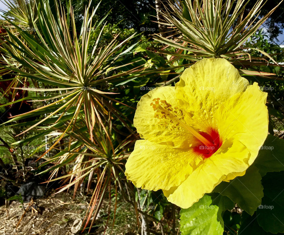 Beautiful yellow hibiscus